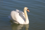 Schwan auf dem Balaton