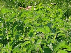 Unser M&auml;her ist im Urwald fast nicht zu sehen