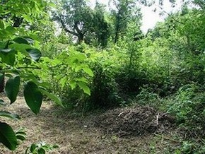 Die erste Schneise ist in den Jungle geschlagen
