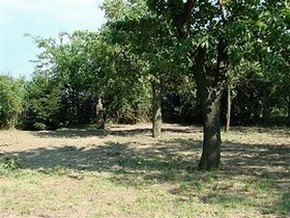So langsam schwindet der Urwald